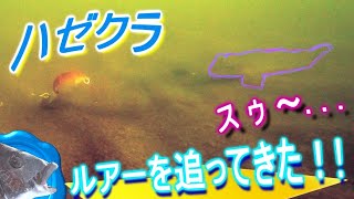 【ハゼクラ】今度は東側から！潮目には勝てない江戸川放水路！！【goby】