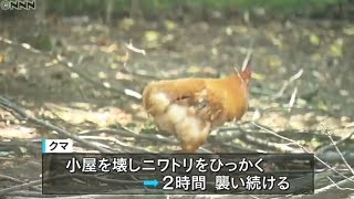 クマが鶏小屋襲う被害…注意呼びかけ 青森県20190806(動物愛誤)(農業損害)(製造車禍.人身被害)(Animal Attacks)(アニマルホーダー.Animal Hoarding)(狂犬病)