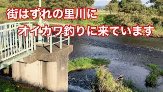 965_街はずれの川にオイカワ釣りに来ています。I'm coming to the river on the outskirts of the city to fish for Oikawa.