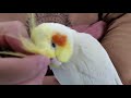 【オカメインコ】お父ちゃんの帰りを待ちわびるオカメインコのはな　　pinohana