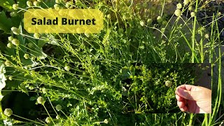 The Herb I love to Hate, Salad Burnet