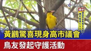 黃鸝驚喜現身高市議會 鳥友發起守護活動