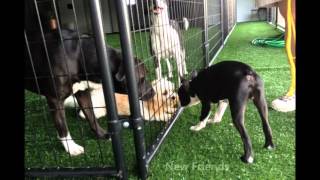 Green Paws Unlimited - Personalized Pet Care Services in Grand Rapids, MI