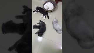 一群猫猫百无聊赖的日常