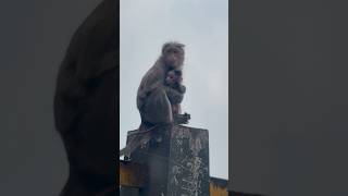 അമ്മക്ക് പകരം ആവാൻ മറ്റൊന്നിനും സാധിക്കില്ല 🥺 എന്തോ ഇതു കണ്ടപ്പോൾ വല്ലാത്ത feel ആയി.  #amma #love