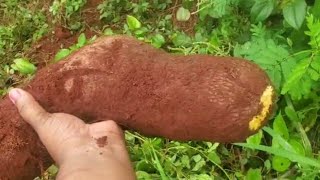 DIGGING UP YELLOW YAM IN ST.ELIZABETH JAMAICA