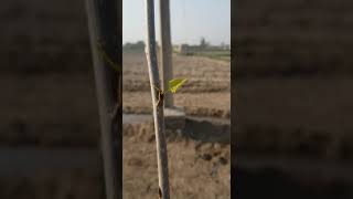 irrigation system watering of Italian poplar plants