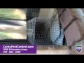 How to remove squirrels from your attic with Cantu Pest Control