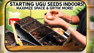 Starting Ugu (Fluted Pumpkin) Seeds Indoors in 2025 | Maximize Space \u0026 Grow More Seeds!