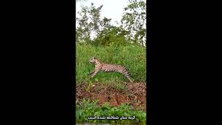 مغرور ترین و قوی‌ترین گونه پلنگ😱🥶