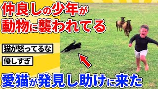 【2ch動物スレ】大好きな少年が動物に追いかけられてるのを見つけた猫→全力で助けてくれた