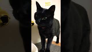 猫動画🐈おはよう🐈‍⬛black-catバロンtuxedo-catざきお