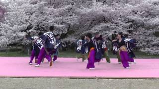 紀道　2014京都さくらよさこい「紀道愛楽」