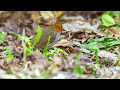 2022 4 19 大阪城公園 野鳥観察【オオルリ・コマドリのみ】