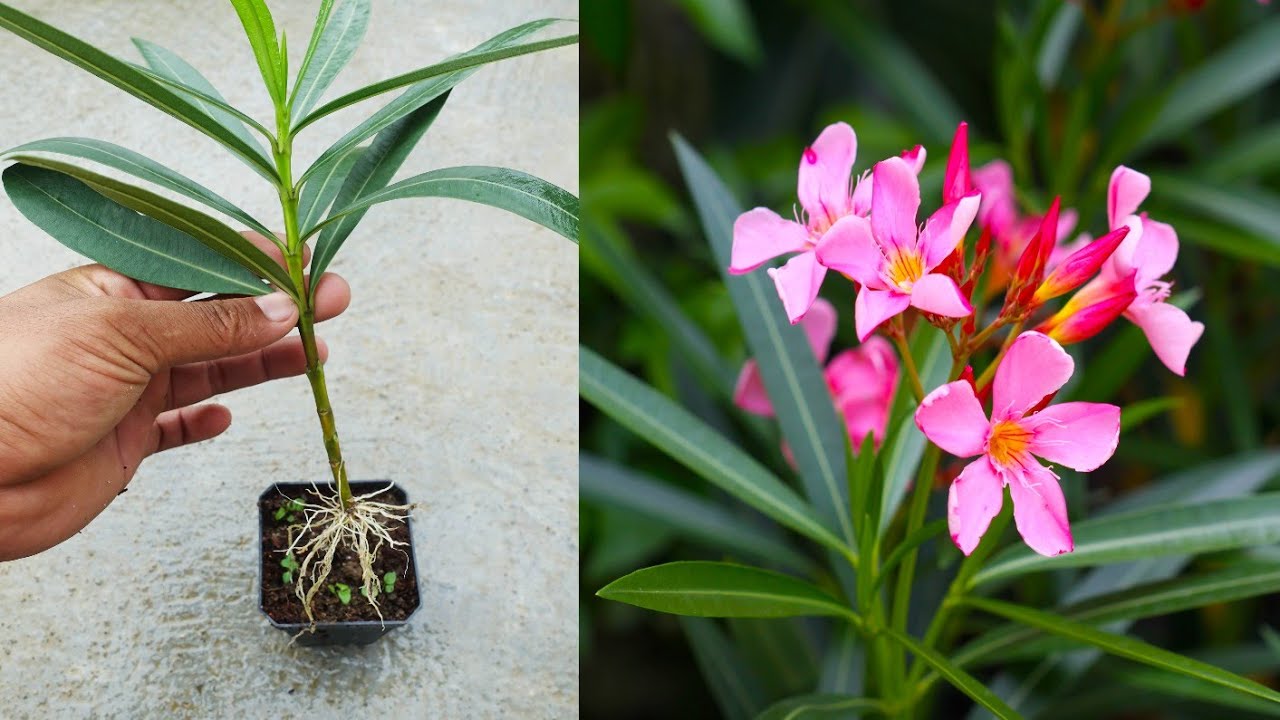 How To Grow Oleander Flower From Cuttings | Easy Method You Will Never ...