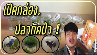 Exotic Reals : เปิดกล่องปลากัดป่า !