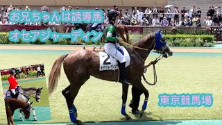 オセアジャーディン　ぼっ僕は芦毛だよ　お兄ちゃんは誘導馬　ミライヘノツバサくんだよ　東京競馬場