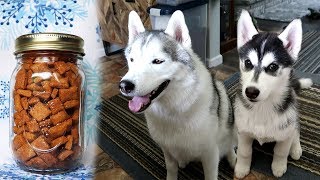 Kira the Husky Puppy Helps Make Dog Treats