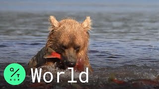 The Challenge of Protecting Alaska's Untouched Salmon Habitats