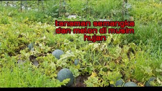 semangka tumpang sari melon di musim hujan yang tinggi buah besar besar