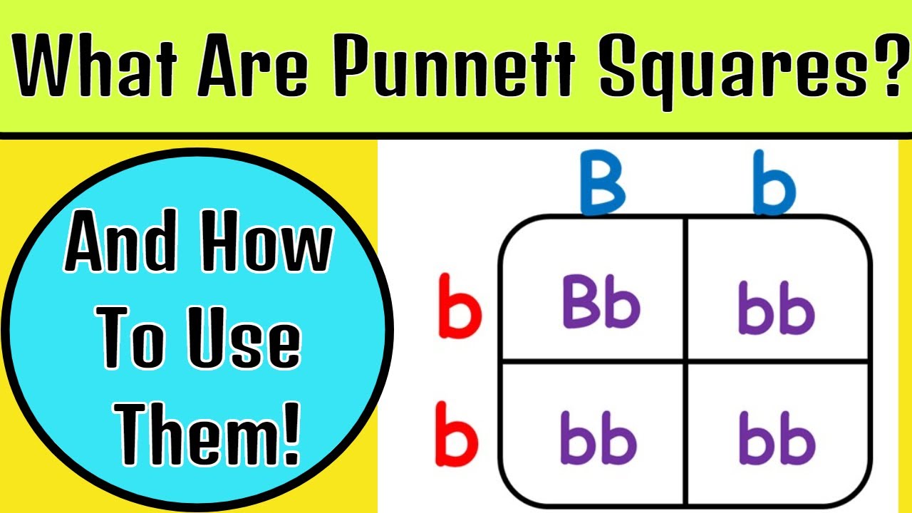 Science Punnett Squares