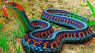 दुनिया के 6 खूबसूरत सांप | Top 6 Most Beautiful Snake In The World