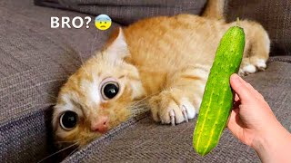 Funniest Animals 2023 😂😂 New Funny Cats and Dogs 😻🐶 Part 8