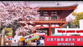 【お祭り 縁日】屋台が居並ぶ桜のお花見スポット！目黒不動尊の縁日をレポ♬ 都内のパワースポットで心身エナジーチャージ！