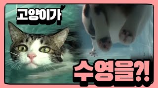 수영하는고양이 홍이 ( Swimming Phelps Cat *LIT*(ENG) 애니멀봐 출현!!! | 냥보호녀