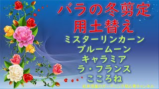令和7年(2025年)　バラの冬剪定と用土替え　木立バラ編　ミスターリンカーン　ブルームーン　キャラミア　ラ・フランス　こころね【Flower Vlog224】