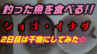 釣った魚を食べる！2日目はショゴとイナダを干物にして焼いて食べました。釣りして調理して食べる。