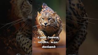 உலகில் வேகமாக செயல்பட கூடிய விலங்குகள் | Fastest Animals in the World #shorts