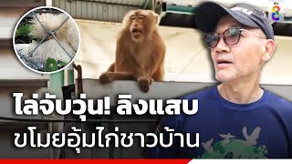 ไล่จับวุ่น! ลิงแสบขโมยอุ้มไก่ชาวบ้าน | ข่าวช่อง8