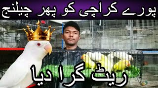 Pore karachi ko challenge ye quality de kar dikhao | Cheapest price love bird | Albino | Crimino