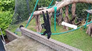 Siamang Gibbons howling at Omaha's Henry Doorly Zoo and Aquarium