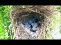 Hungry Chicks Play in Nest While Waiting for Parent (15) – White-rumped Munia Feed Baby Bird E119