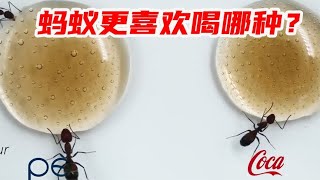 百事和可口，蚂蚁更喜欢喝哪种？【未闻实验室】