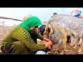 Living in the mountains, making local curd and milking sheep