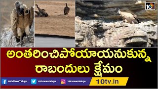 అంతరించిపోయాయనుకున్న రాబందులు క్షేమం | Vultures Care in Asifabad | Special Report | 10TV News