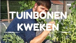 Tuinbonen kweken van zaaien tot oogsten