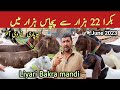 Lyari Bakra mandi latest update June 2023 | Sasta bakra mandi | Maweshi mandi june 2023