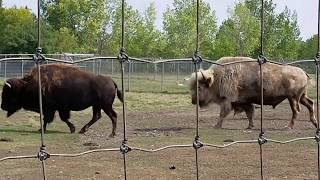 EXTREMELY RARE AND SACRED WHITE BISON