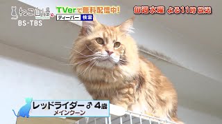 ねこ自慢＃80ご出演ニャンコたち【1月26日OA】