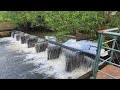 Stream fishing Kuching Sarawak