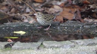 自然環境保全センター 自然観察園のクロジ（雌）その４３（4K60P動画）