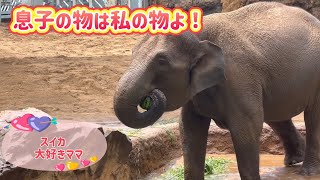 プールに沈んでいるスイカを二個も探して食べたママ🍉🐘😄　8月14日 上野動物園