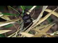 飛ぶ野生のカブトムシ　japanese rhinoceros beetle　scarabeo　trypoxylus dichitomus