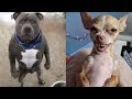 🐶 The FUNNIEST Dog Moments You've Ever Seen! 😂