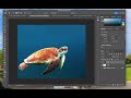 adobe photoshop photograph editing to create a turaffe hybrid animal