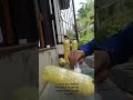 Pembuatan perangkap hama kuning (YELLOW TRAP)